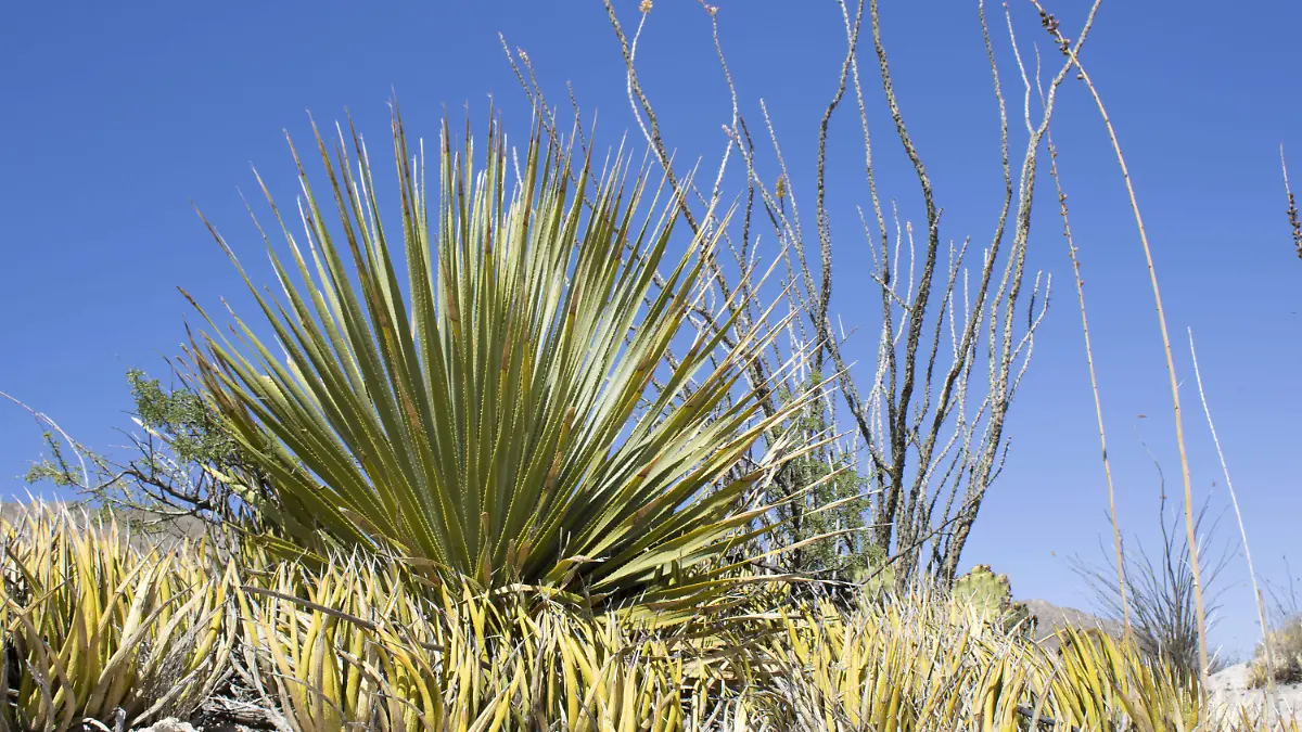 SOTOL GORKI BELISARIO